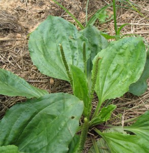 plantago-major